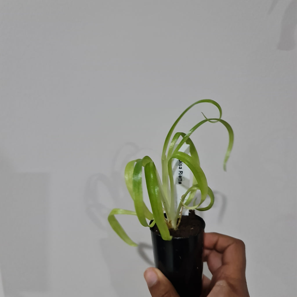 Disa Riette (South African Species)