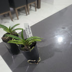 Rhy. gigantea red form x Neofinetia. falcata (Neostylis Pinky)