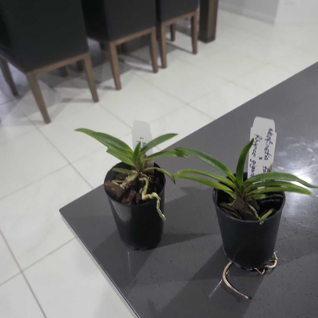 Rhy. gigantea red form x Neofinetia. falcata (Neostylis Pinky)
