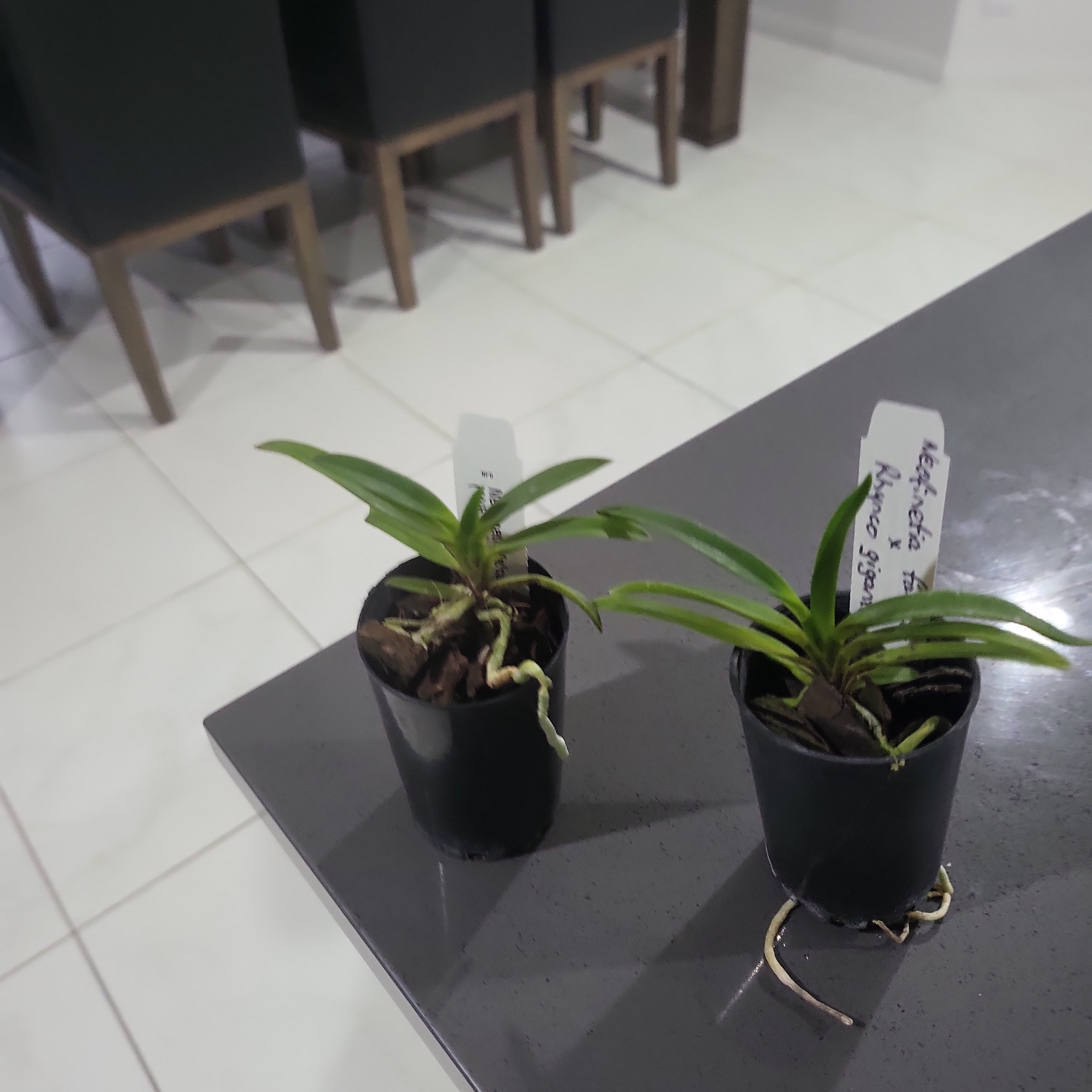 Rhy. gigantea red form x Neofinetia. falcata (Neostylis Pinky)