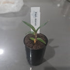 Paphiopedilum delenatii (RARE Mottled Species) Seedling