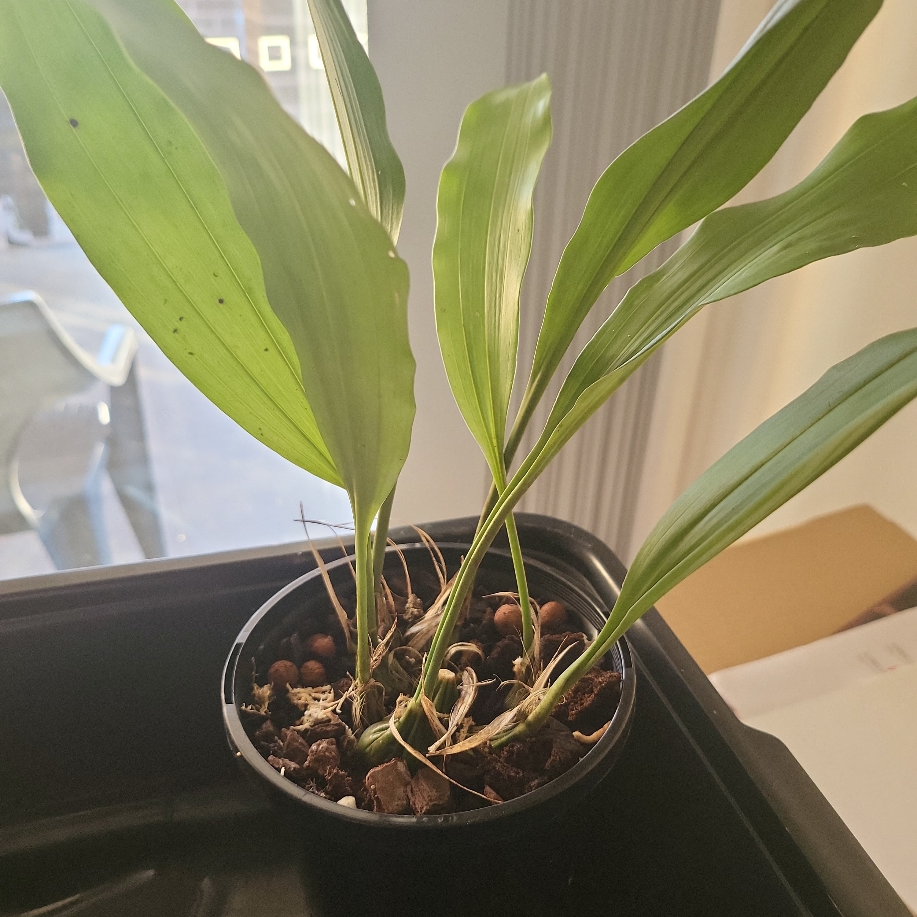 Stanhopea Graveolens (Fragrant Species) Secondary image