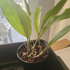 Stanhopea Graveolens (Fragrant Species)