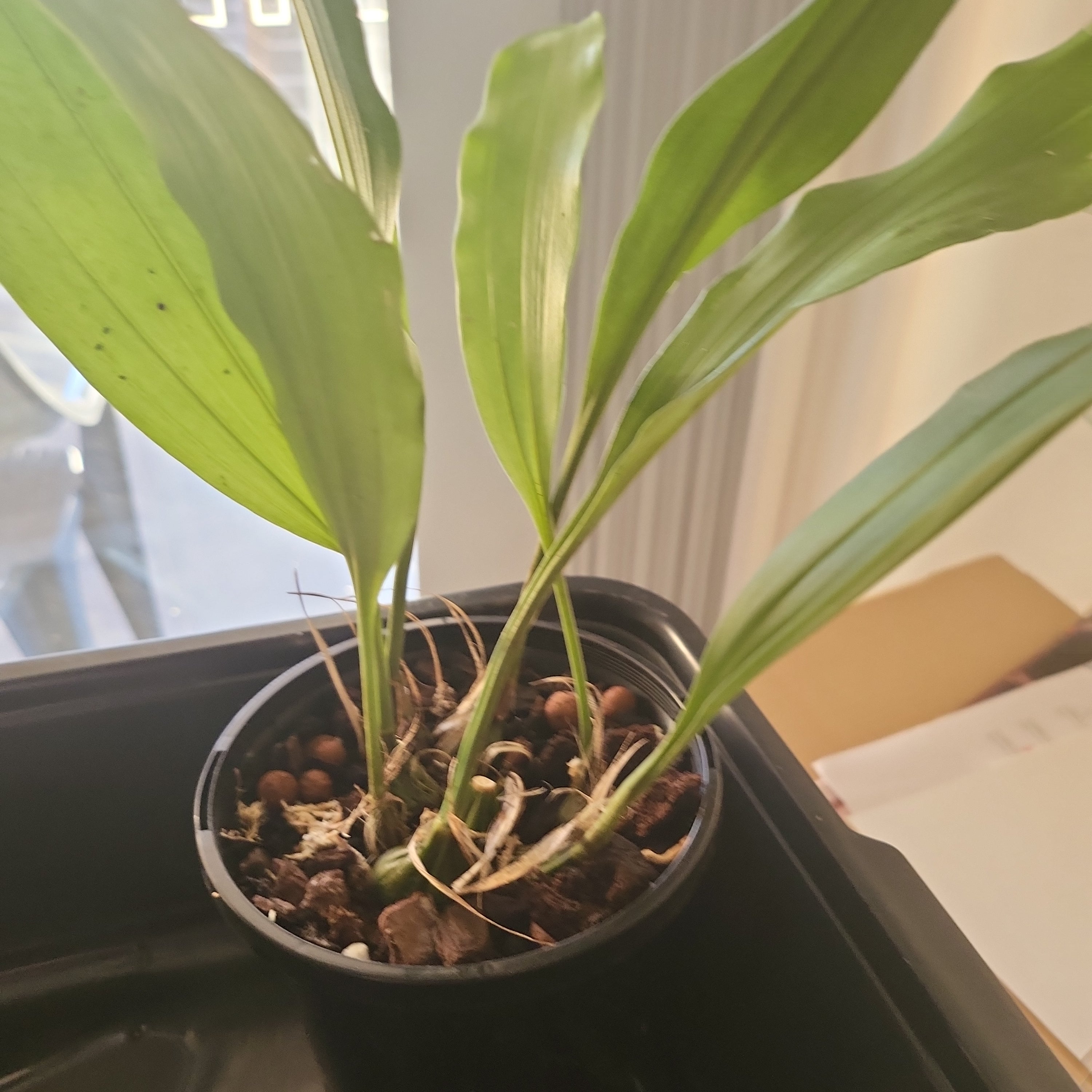 Stanhopea Graveolens (Fragrant Species)