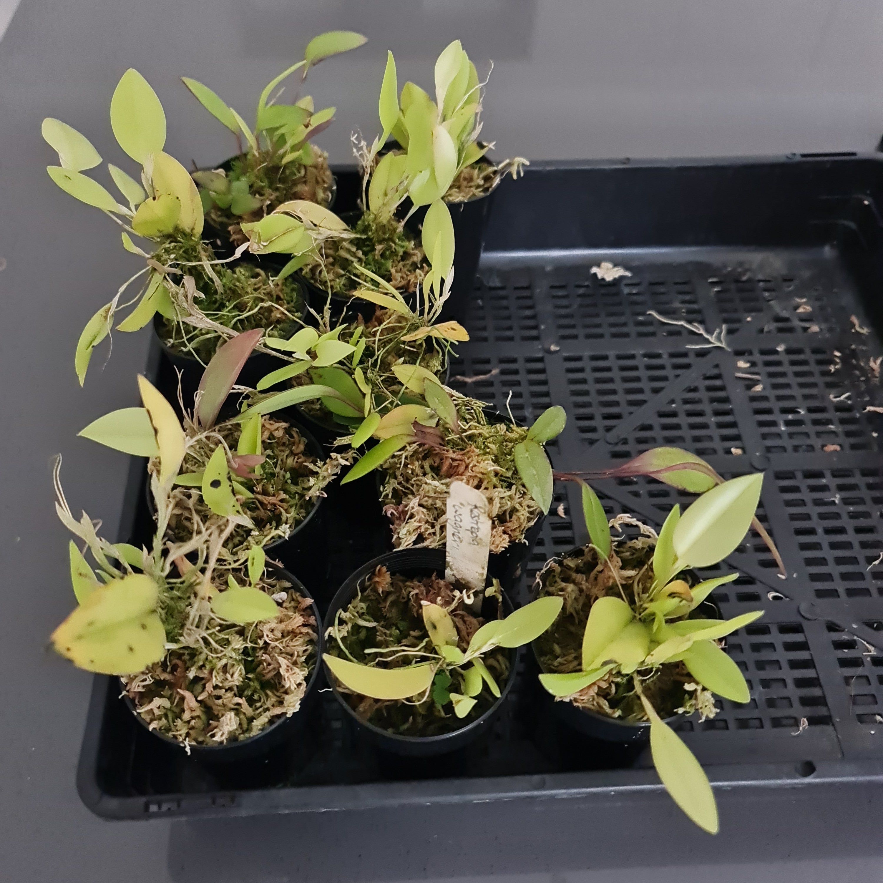 Restperia Wageneri Secondary image