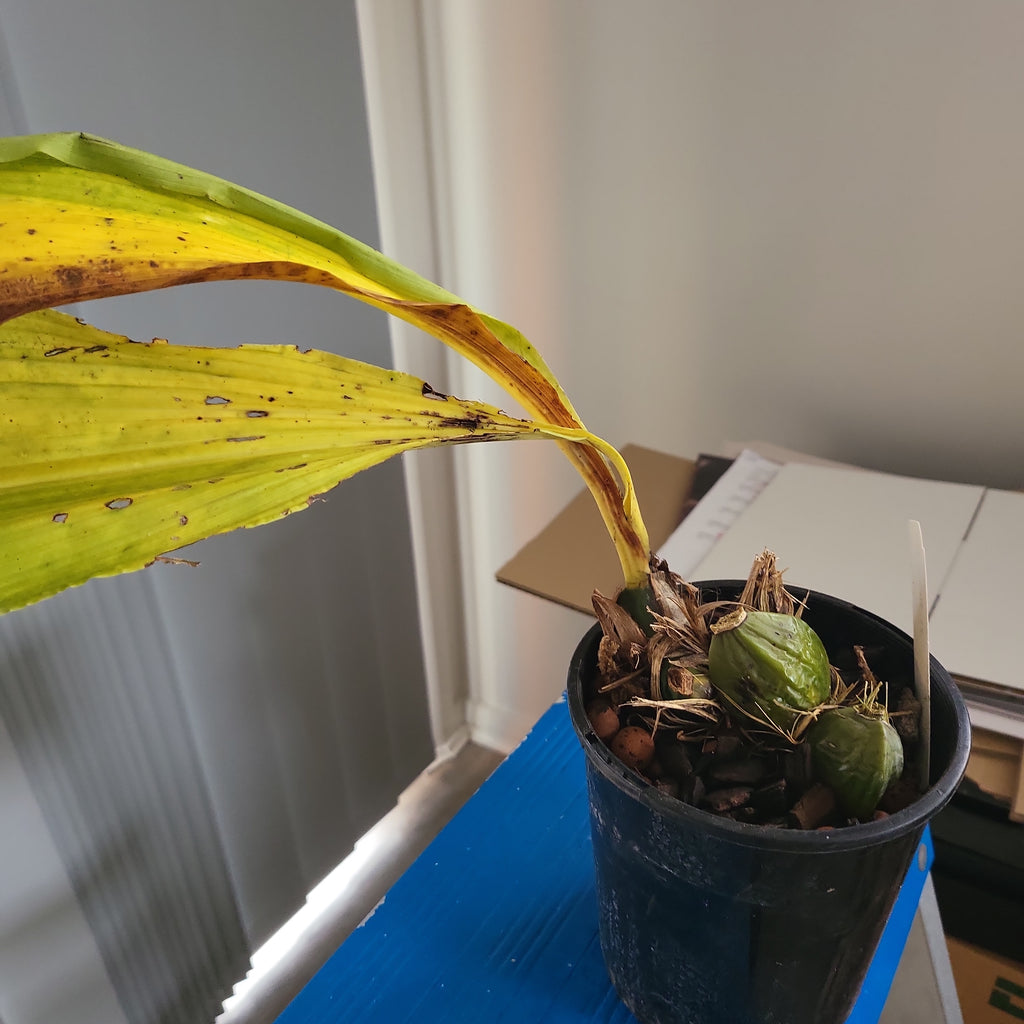 Lycaste Kiama