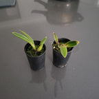 CATTLEYA BRIEGERI