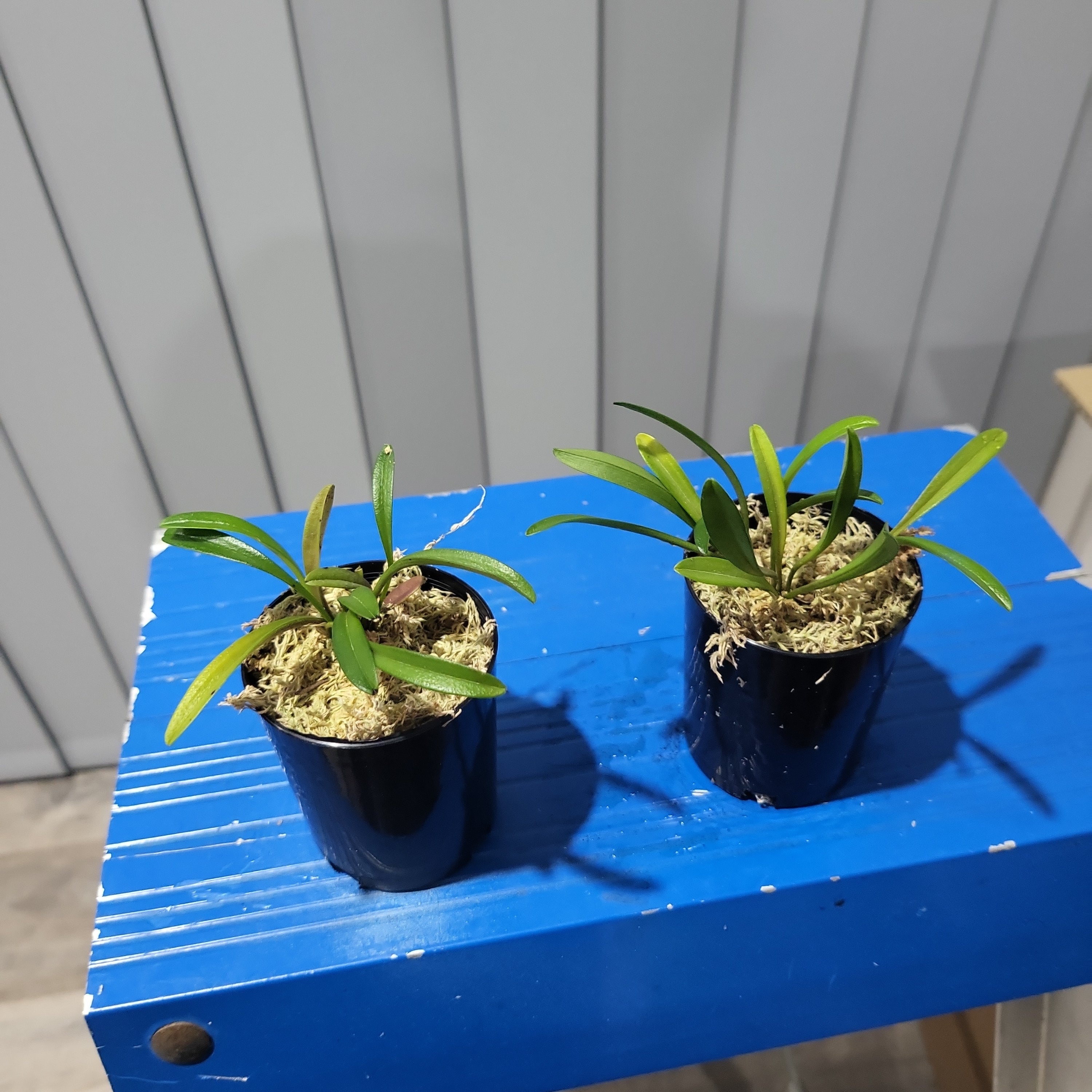 Dryadella Hirtzii Secondary image