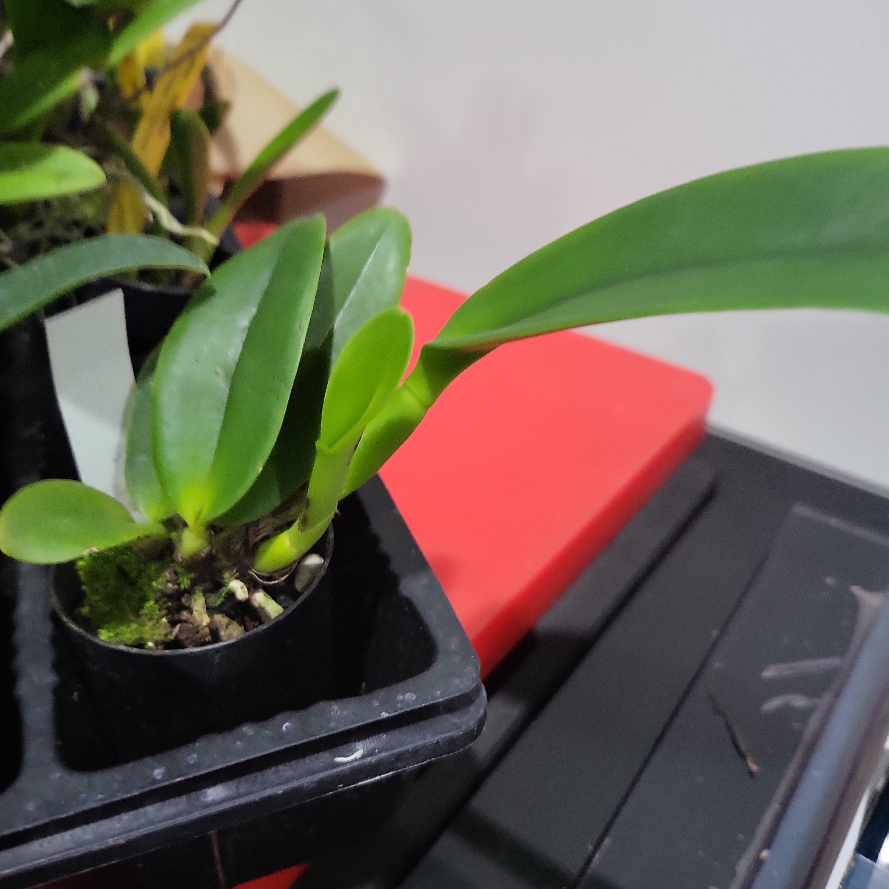 Cattleya “Queen Sirikit” (Fragrant) Secondary image
