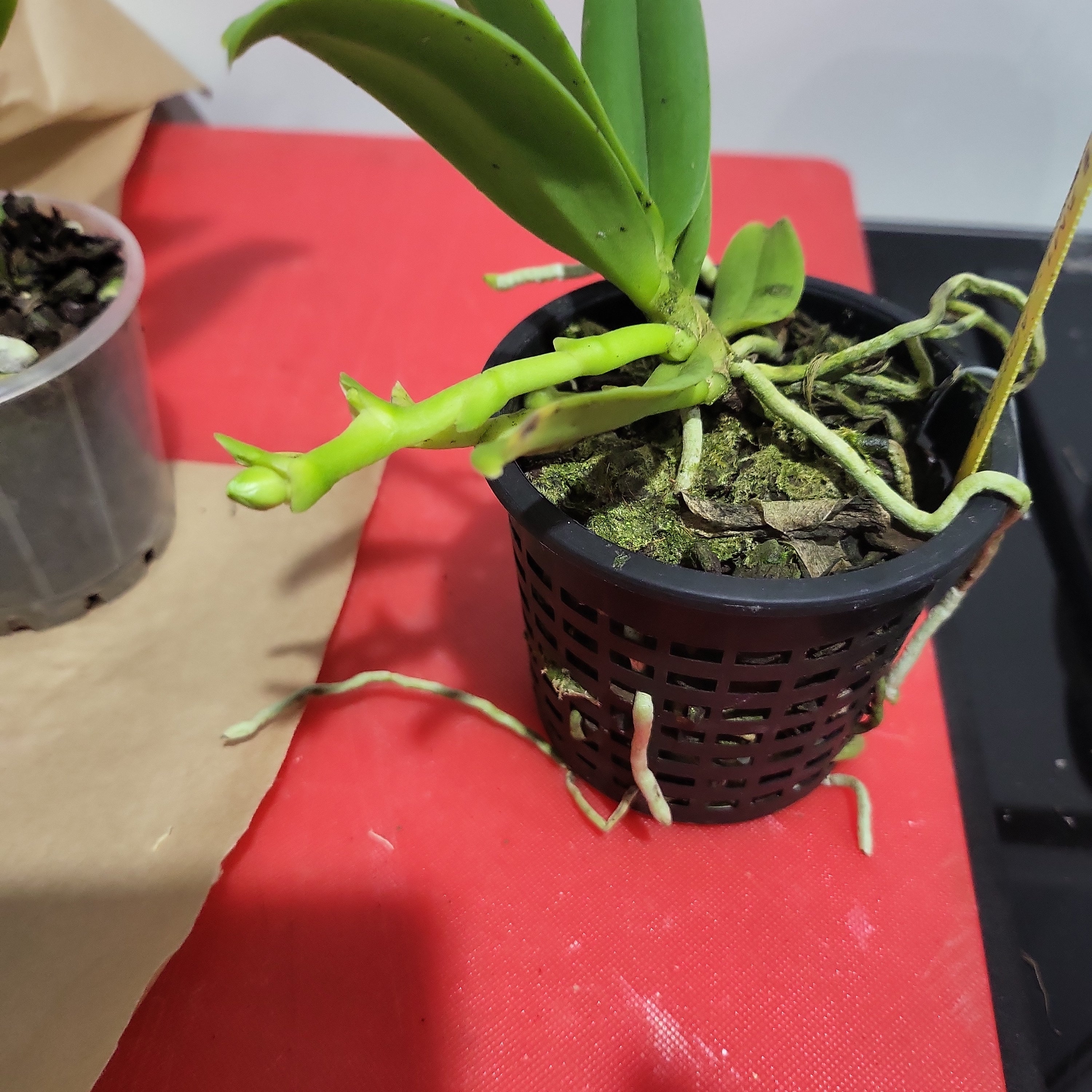 ( In Spike) fragrant Amesiella  (Monticola X Sib) Secondary image