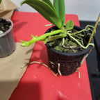 ( In Spike) fragrant Amesiella  (Monticola X Sib)