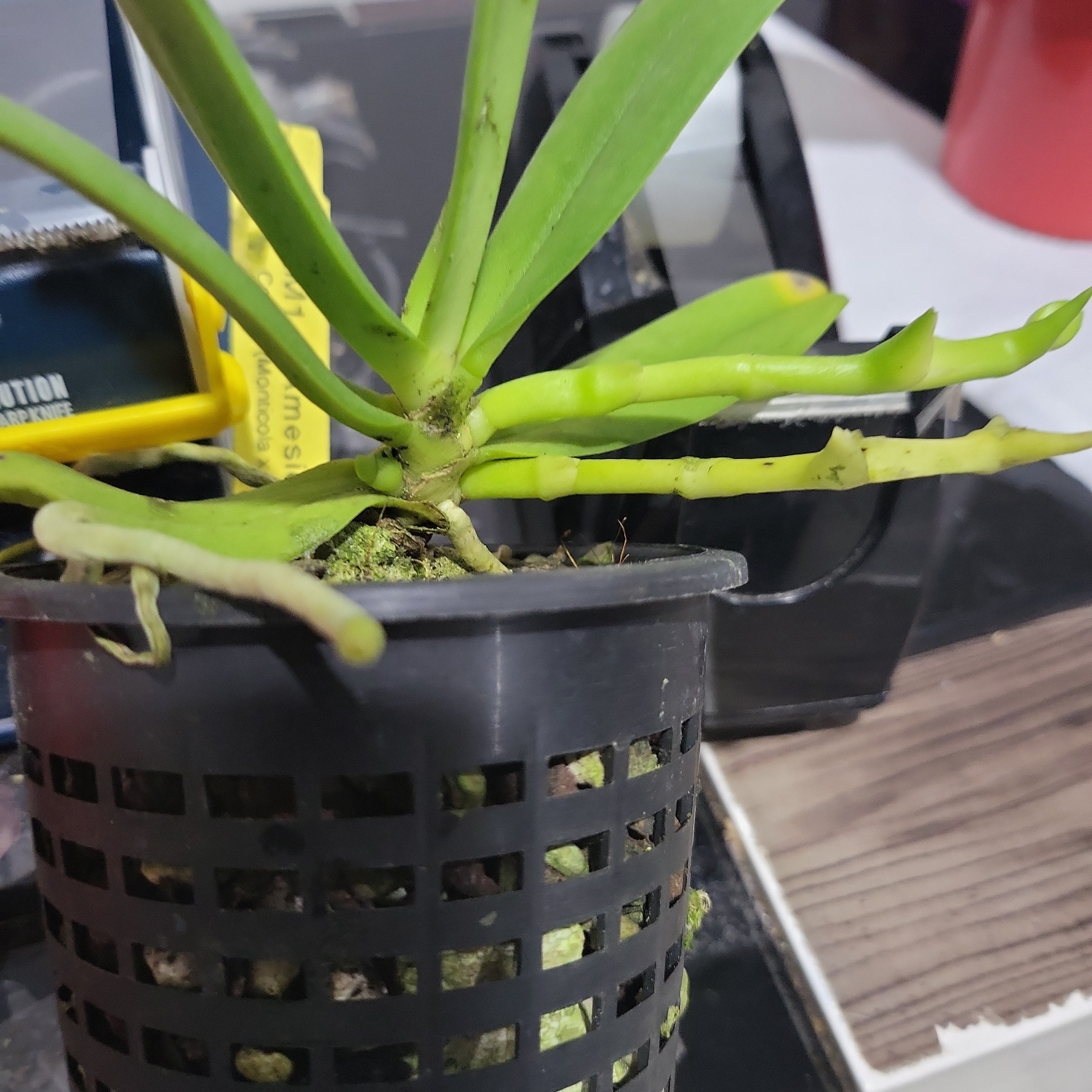 ( In Spike) fragrant Amesiella  (Monticola X Sib)