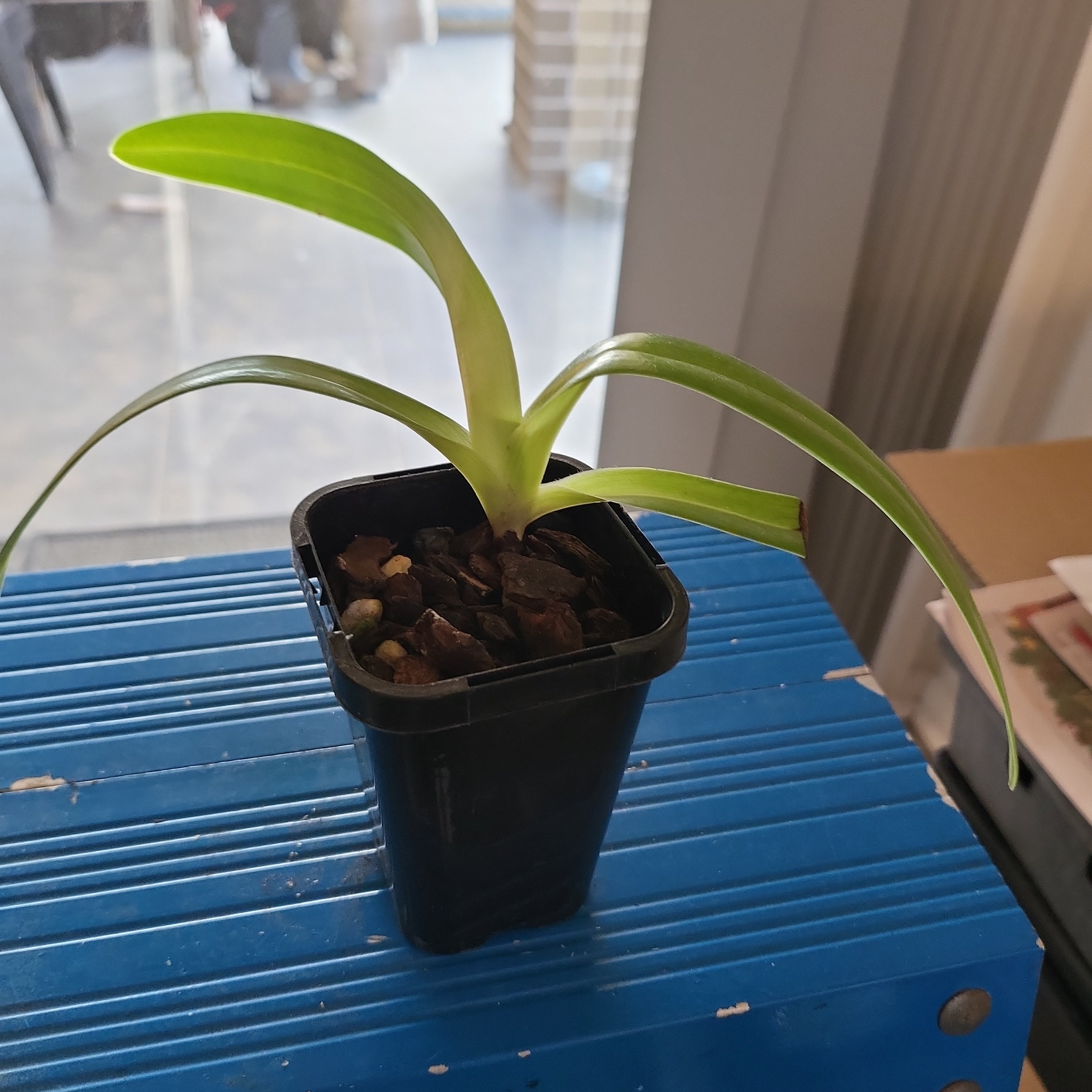 Paphiopedilum St. Swithin (Philippinense Var. Album X Rothchildianum)