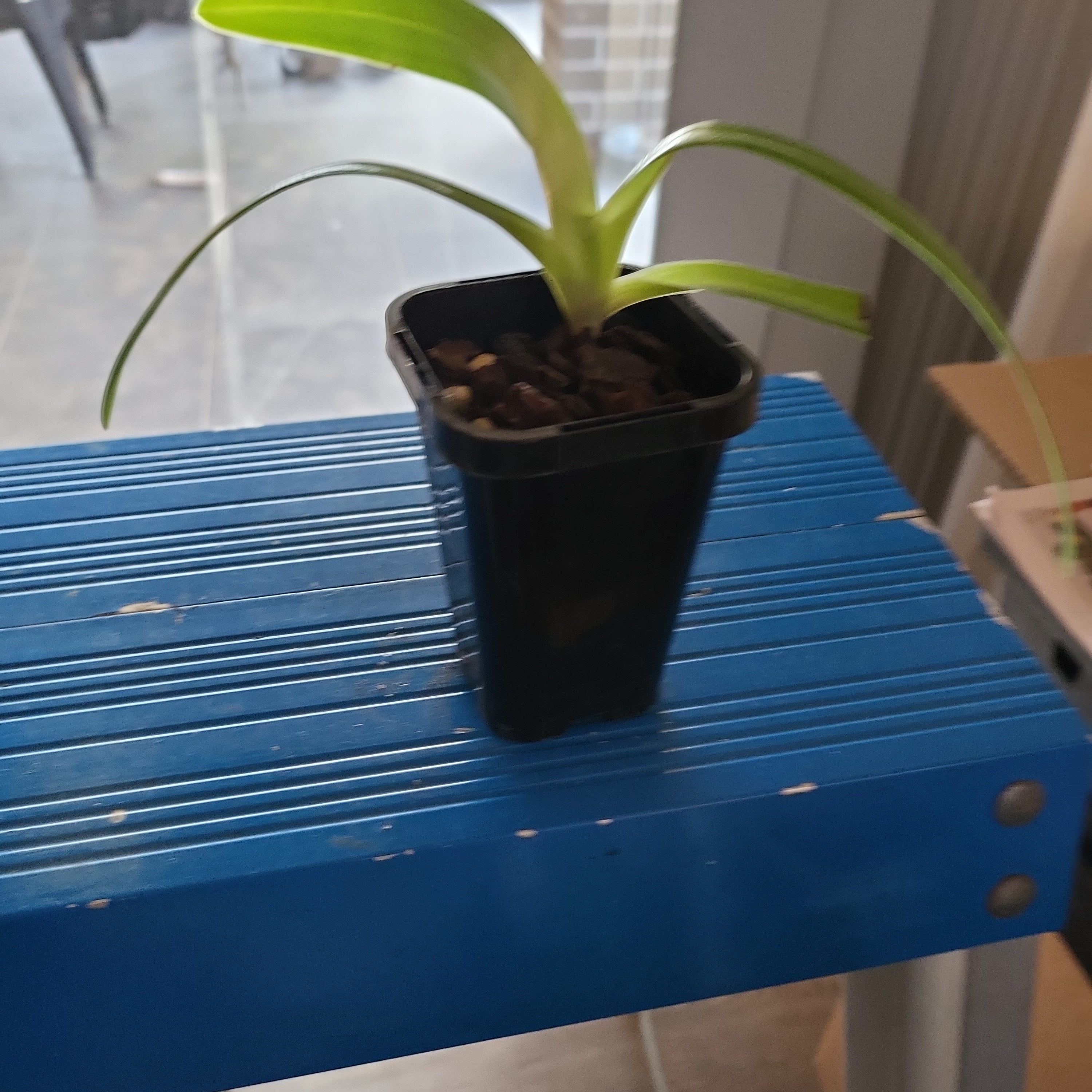 Paphiopedilum St. Swithin (Philippinense Var. Album X Rothchildianum)