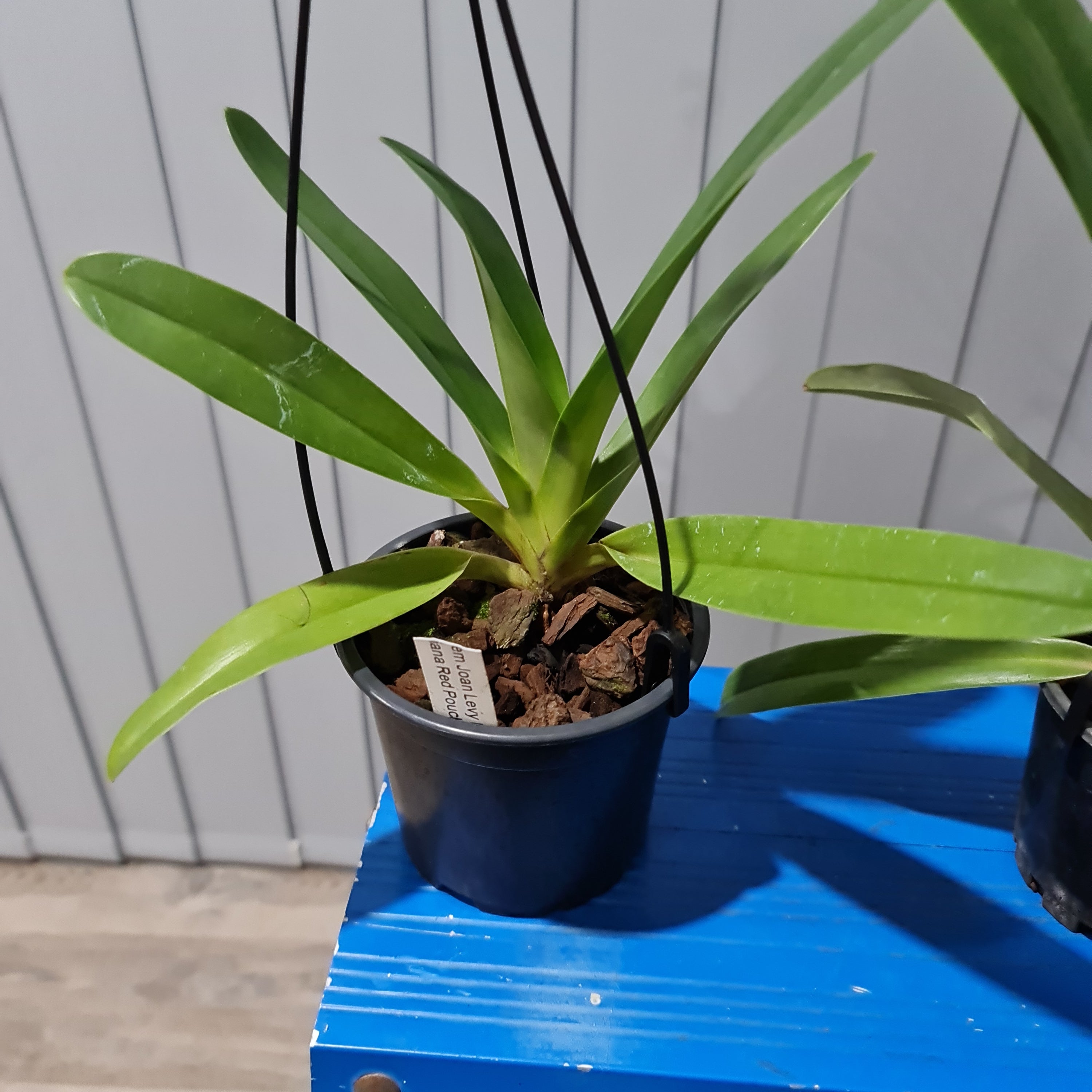 Paph. Sanderiana 'Red Pouch' x Paph. Mem Joan Levy 'Exotic Dancer' (Multifloral Slipper Orchid)