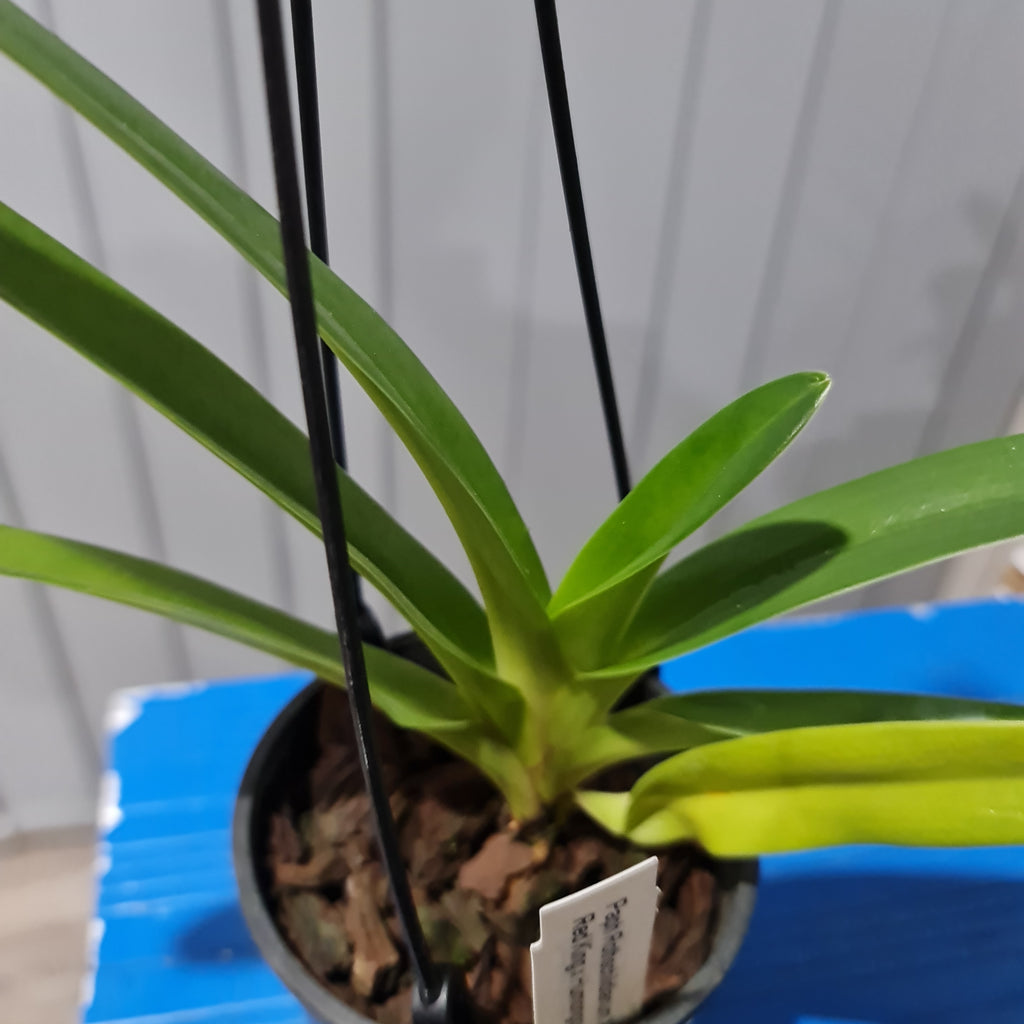 Paph. rothschildianum x sib ('Red King' x 'Humongous') Multifloral Type