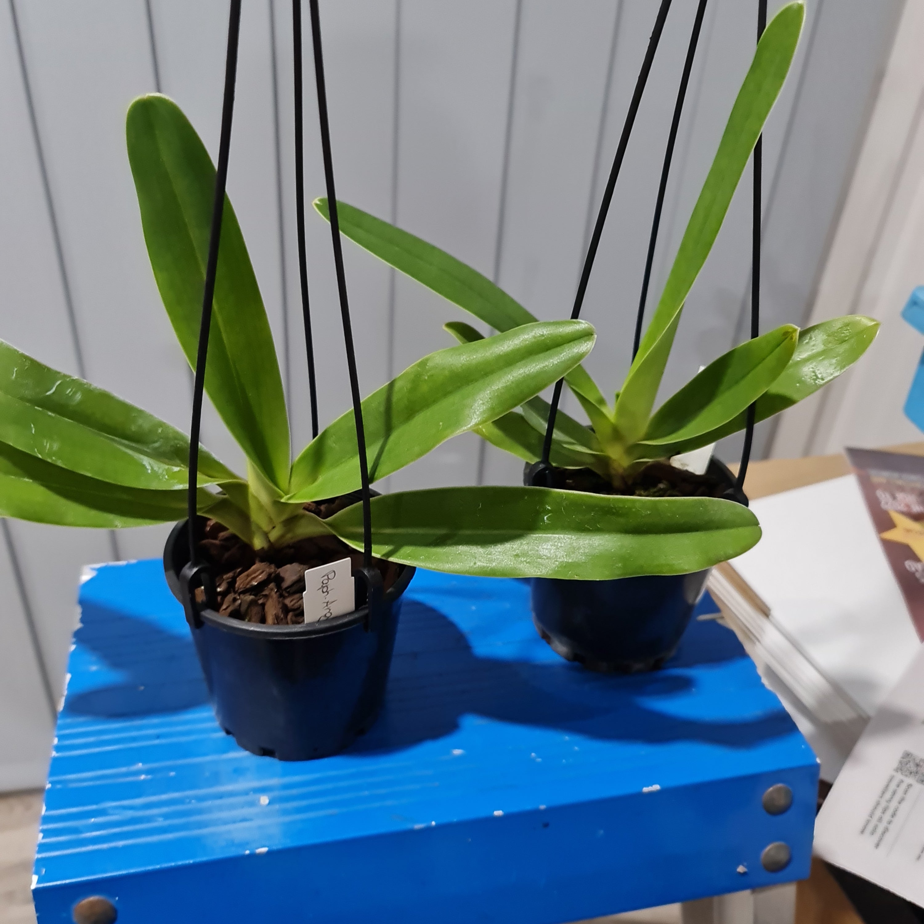 Paphiopedilum Angel Hair (P. St. Swithinx P.Sanderianum) (Flowering Size) Secondary image