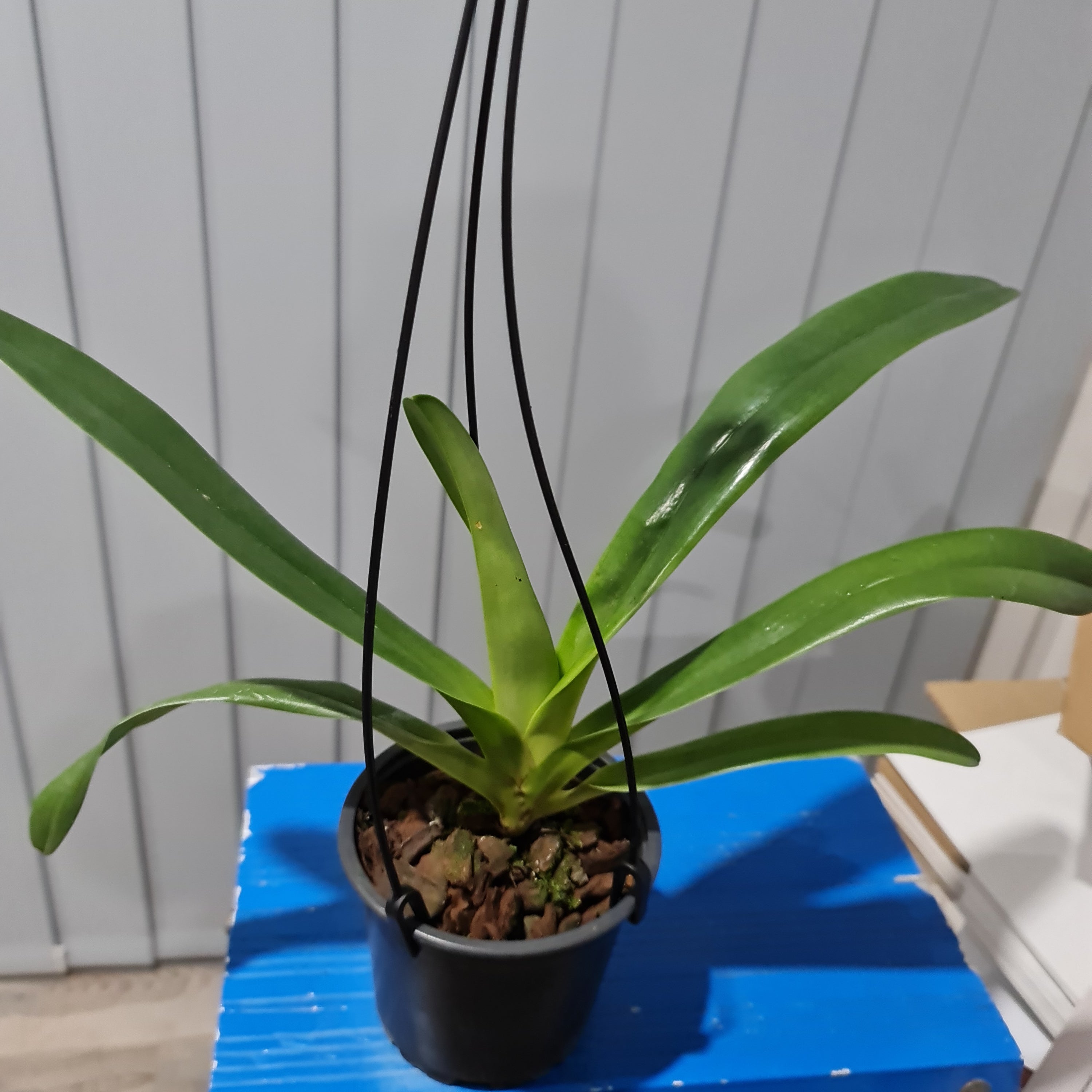Paph. supardii (RARE SPECIES) FS PLANT Secondary image