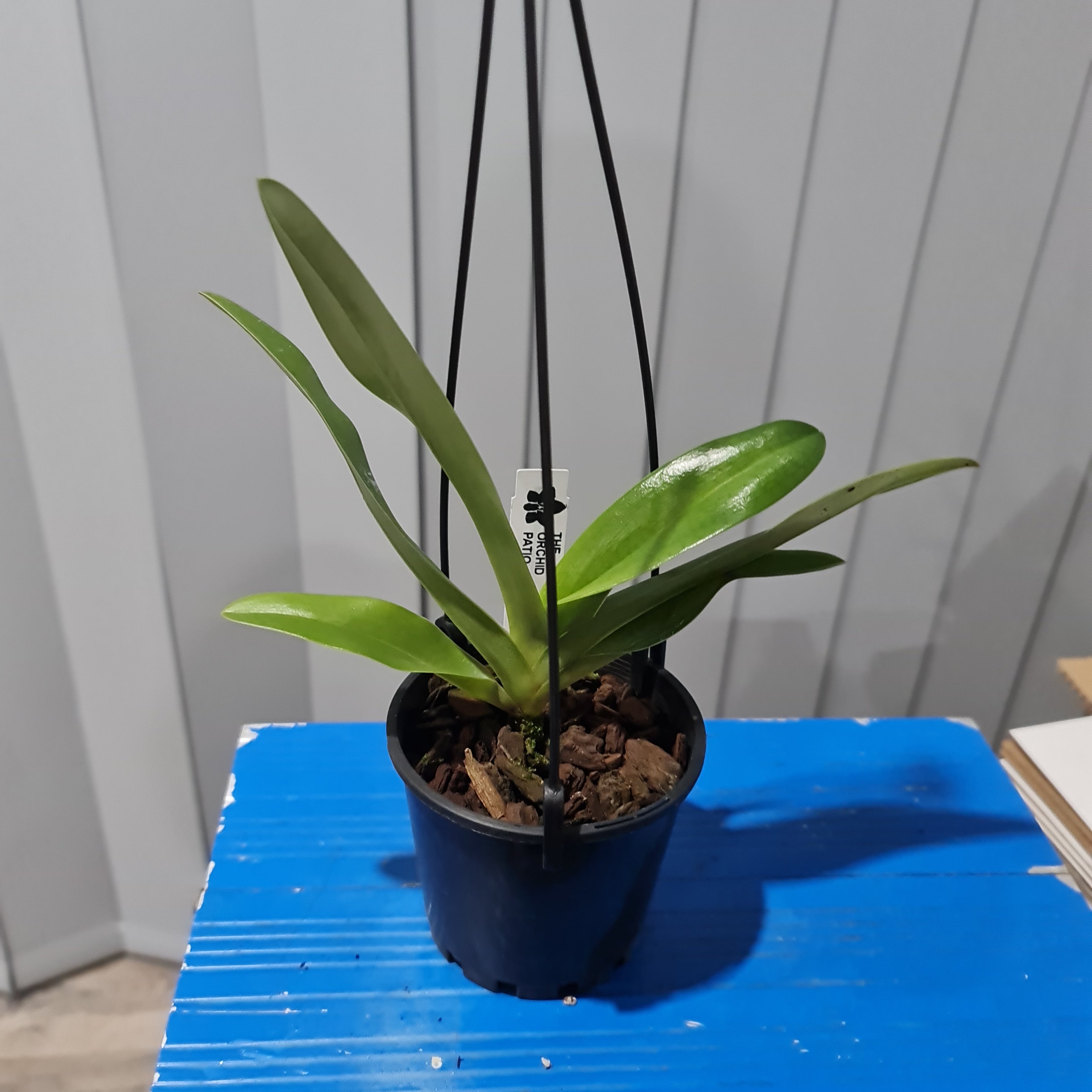 Paph. Hsinying Franz x Paph. anitum (Mature Plant) Secondary image