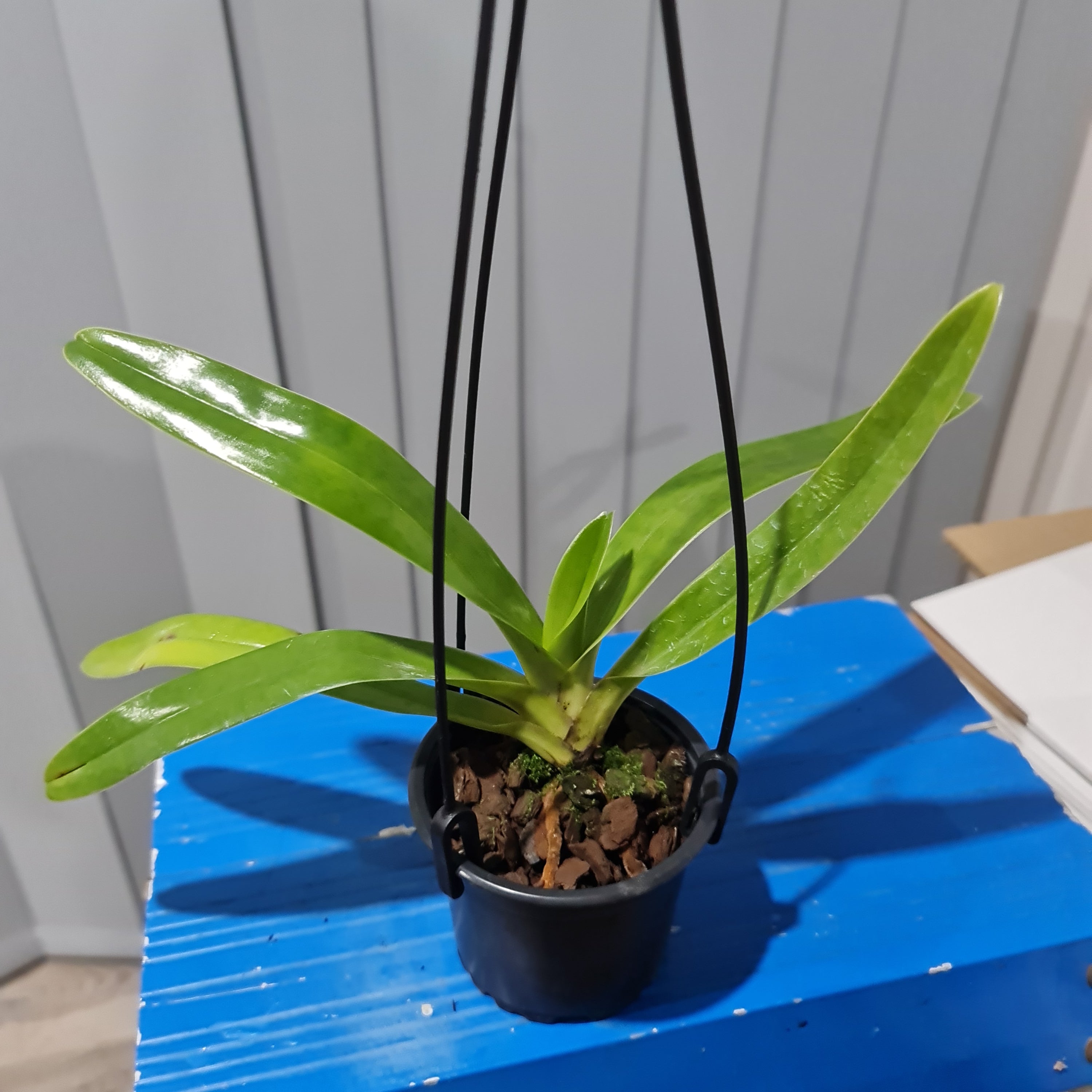 Paph. sanderianum x sib (Multifloral RARE HARD TO FIND) Secondary image