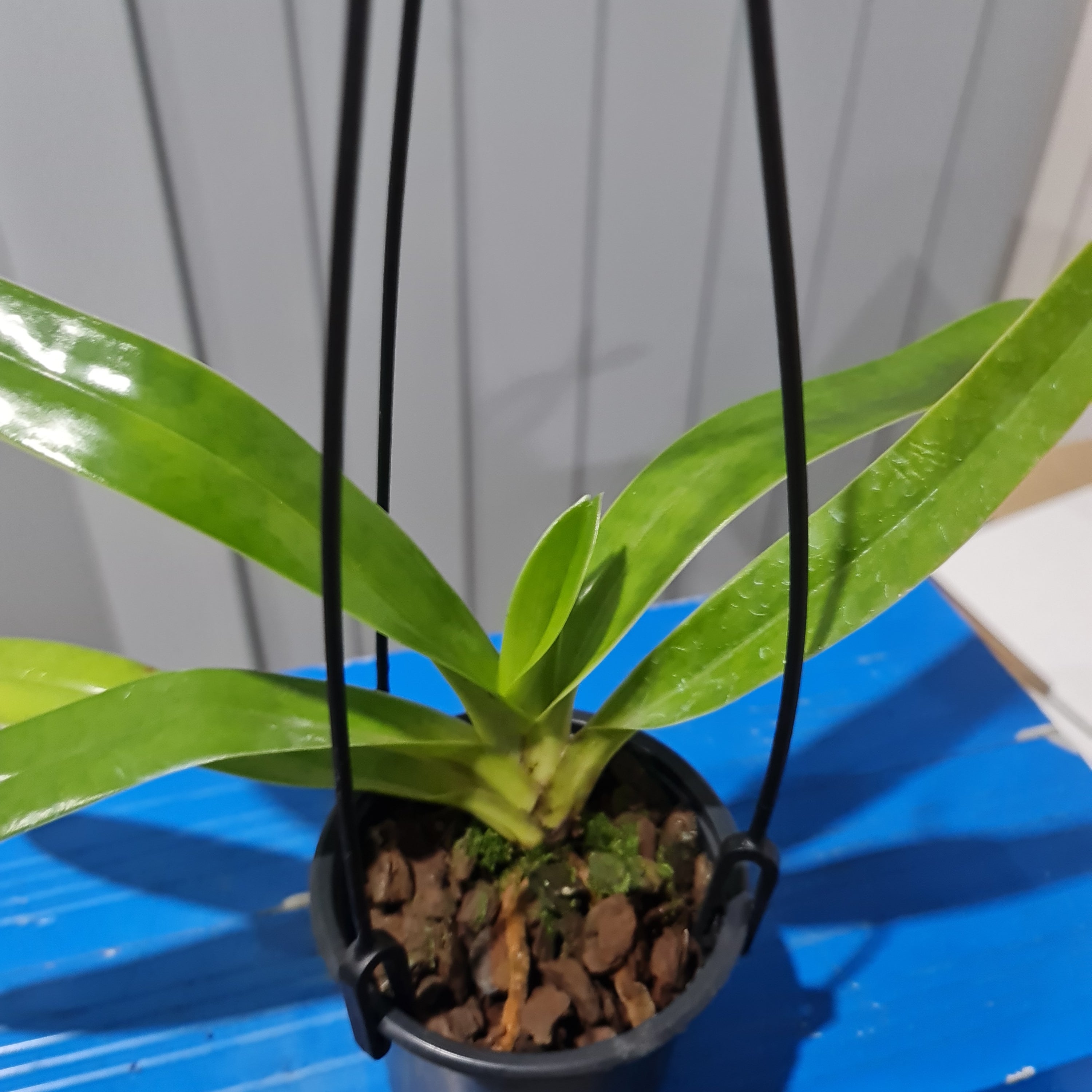 Paph. sanderianum x sib (Multifloral RARE HARD TO FIND)