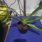 Paph. Gary Romagna x Rothschildianum Night Wish (Multifloral Slipper Orchid)