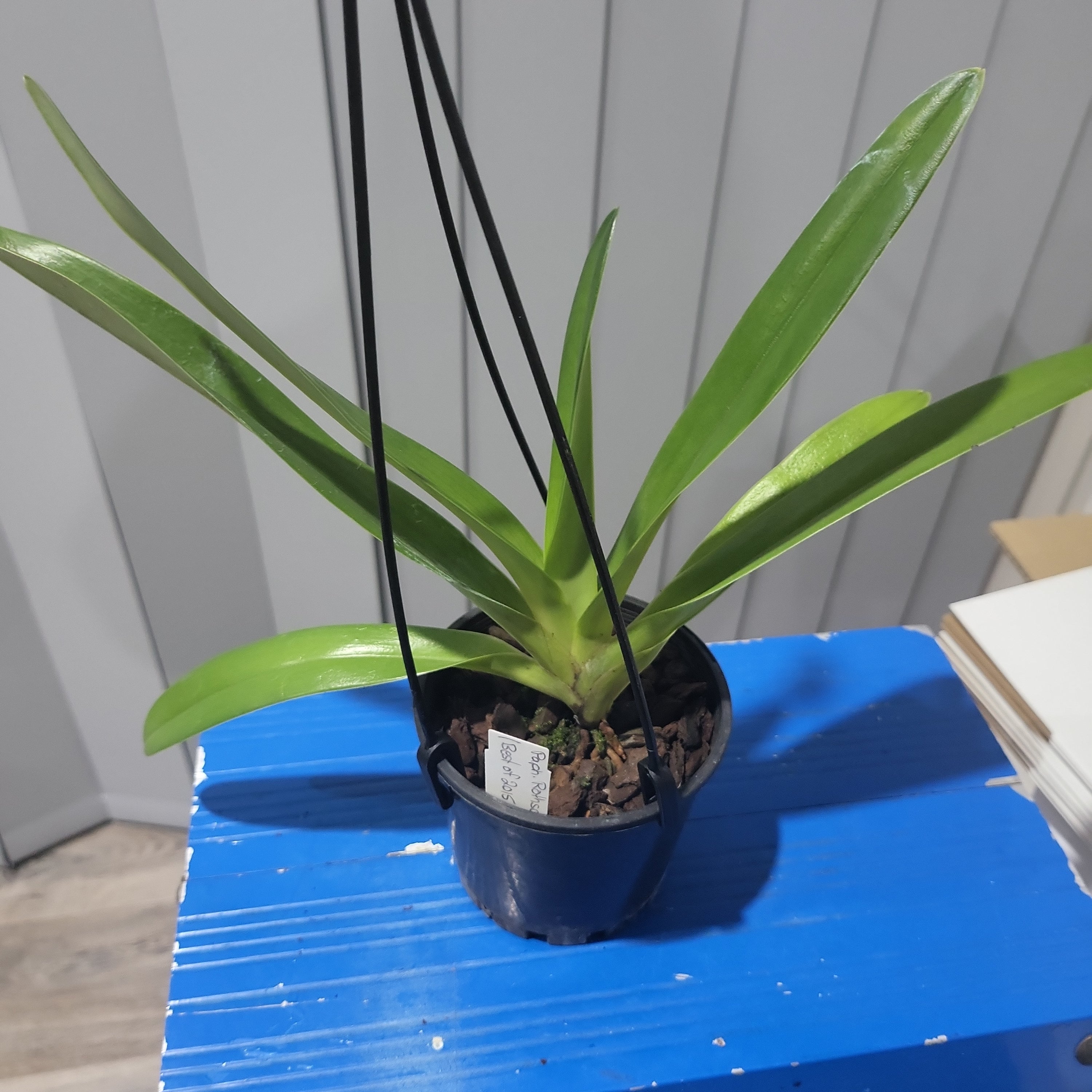 Paph. rothschildianum (Best of 2015 x Canadian Club GM/JOGA)