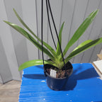 Paph. rothschildianum (Best of 2015 x Canadian Club GM/JOGA)