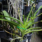 Vanda Sanderiana x Somsri Gold