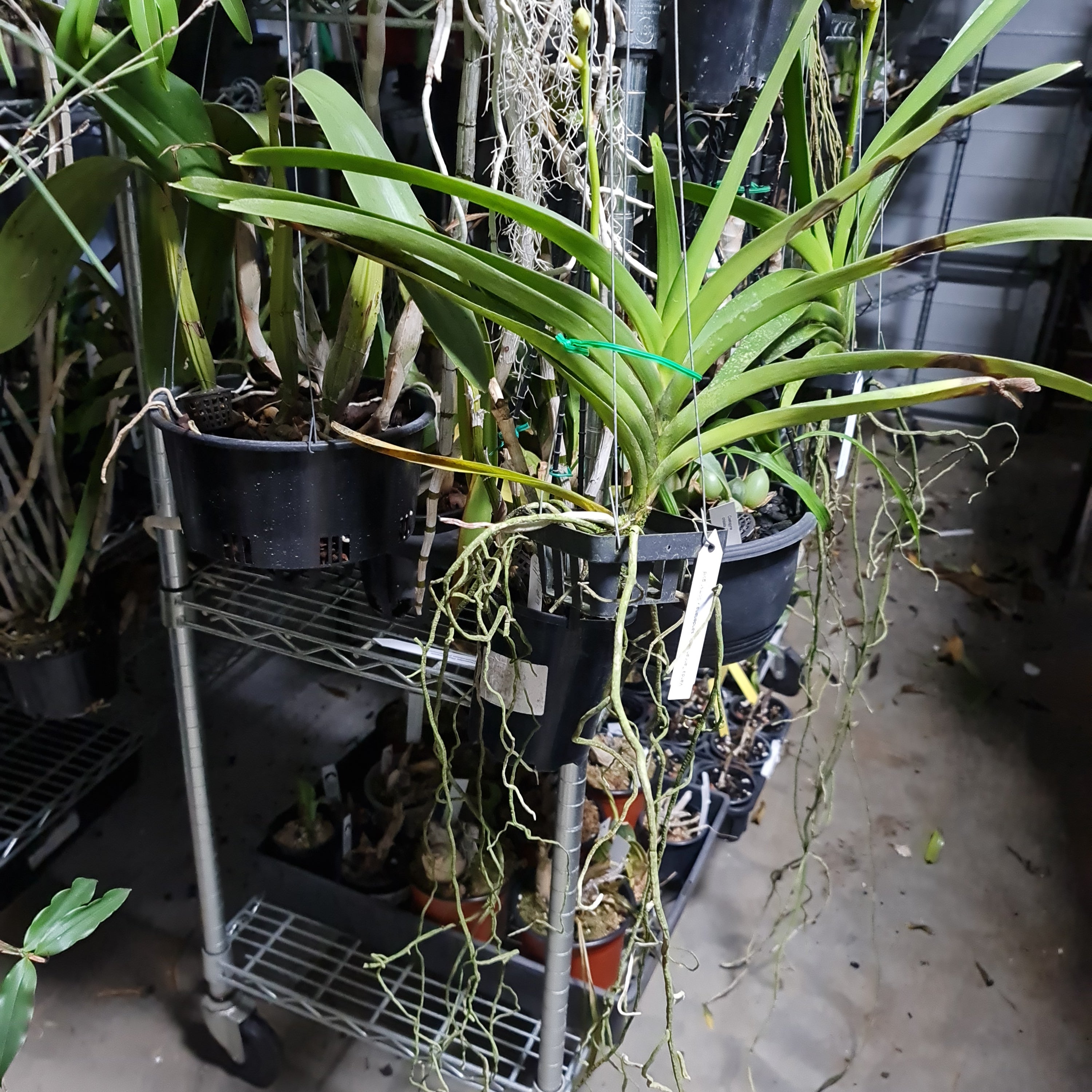 Vanda Sanderiana x Somsri Gold