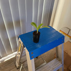 Phaius tankervilleae (Variegated Swamp Orchid)