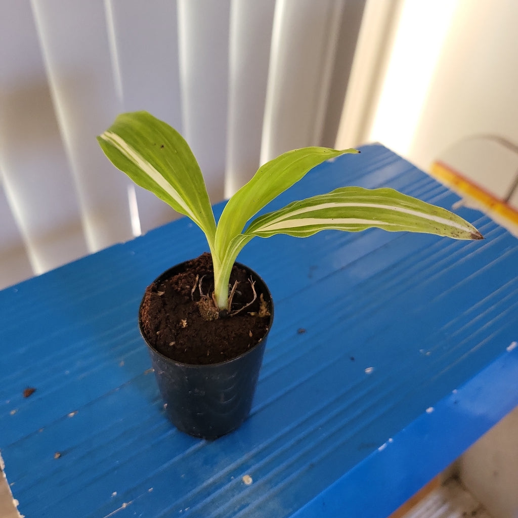 Phaius tankervilleae (Variegated Swamp Orchid)