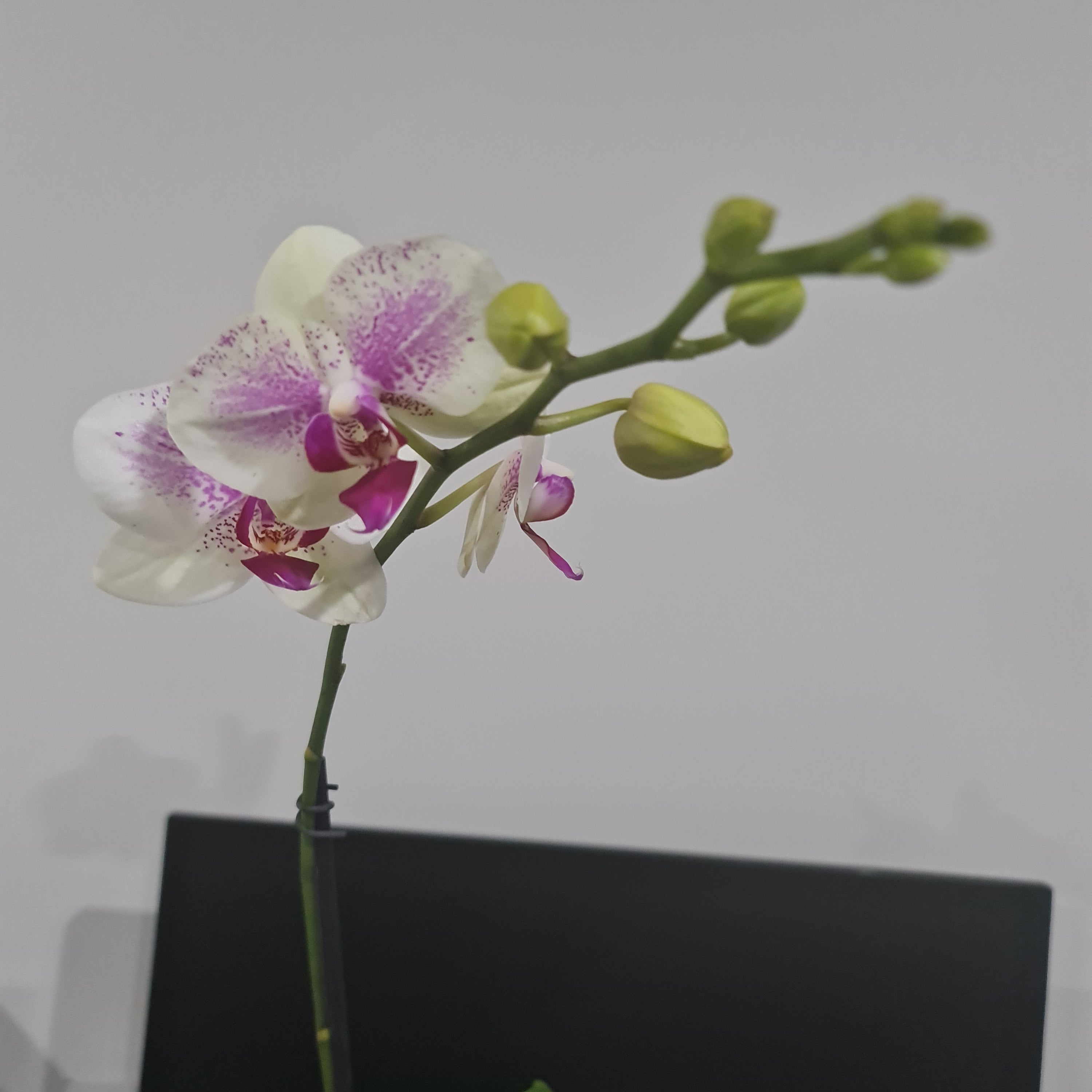 Phalaenopsis Miroflora (IN BLOOM NOW MERICLONE) Secondary image