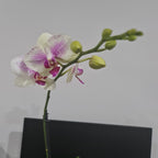 Phalaenopsis Miroflora (IN BLOOM NOW MERICLONE)