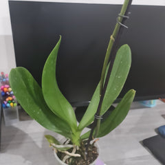 Phalaenopsis Miroflora (IN BLOOM NOW MERICLONE)