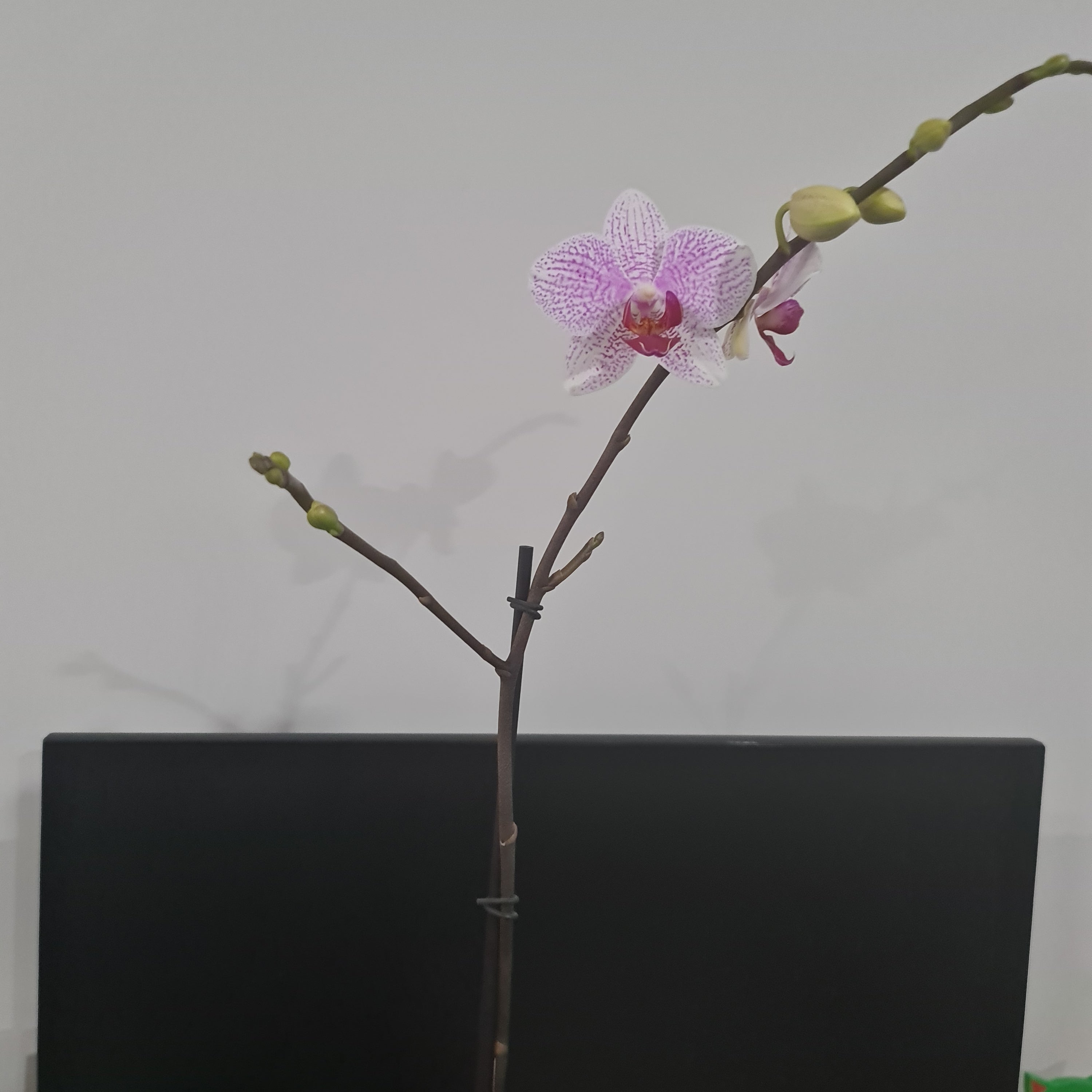 Phalaenopsis Prima Piano (IN BLOOM NOW MERICLONE) Secondary image