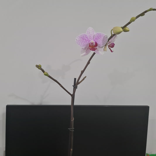 Phalaenopsis Prima Piano (IN BLOOM NOW MERICLONE)