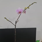 Phalaenopsis Prima Piano (IN BLOOM NOW MERICLONE)