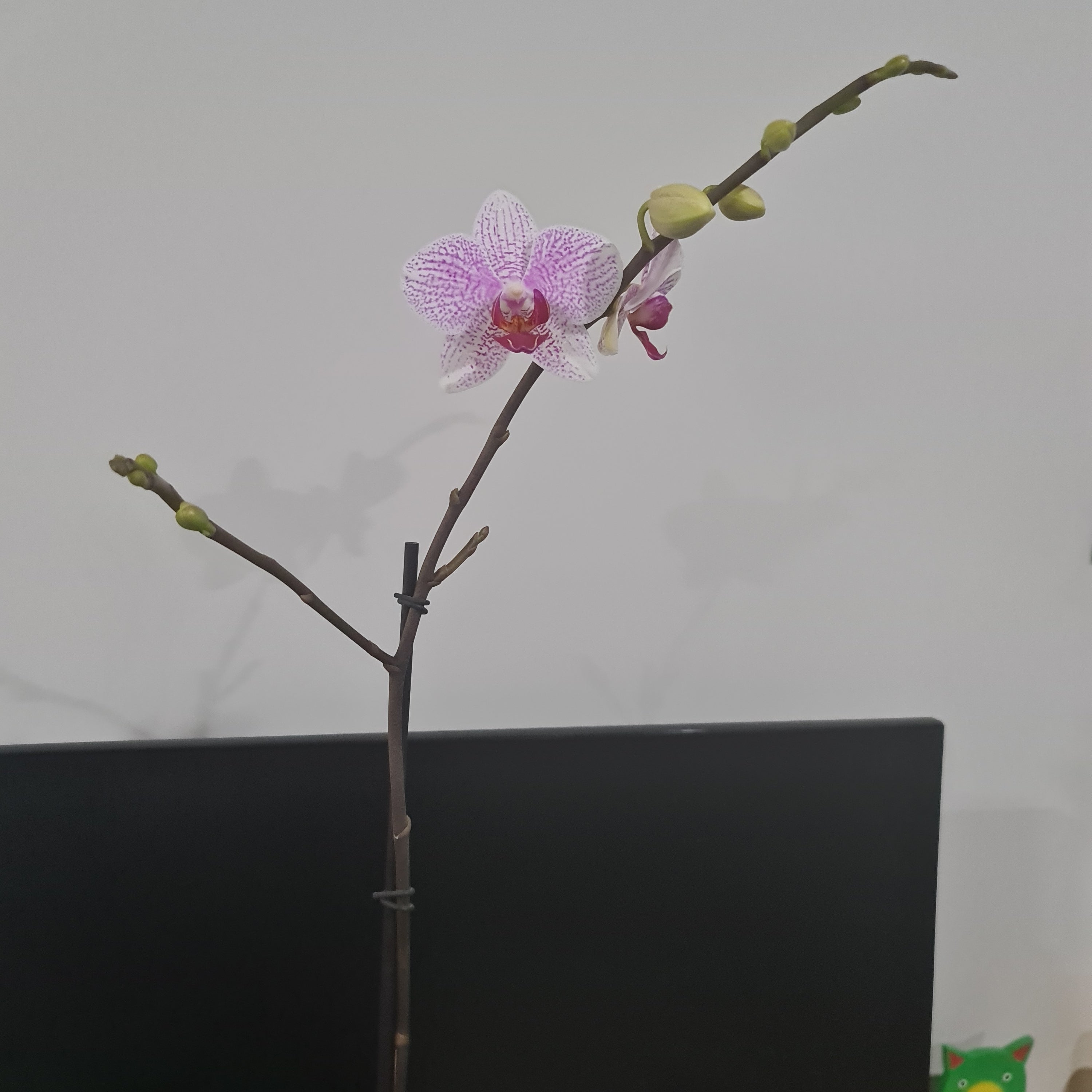 Phalaenopsis Prima Piano (IN BLOOM NOW MERICLONE)