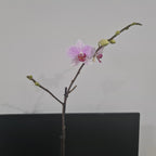 Phalaenopsis Prima Piano (IN BLOOM NOW MERICLONE)