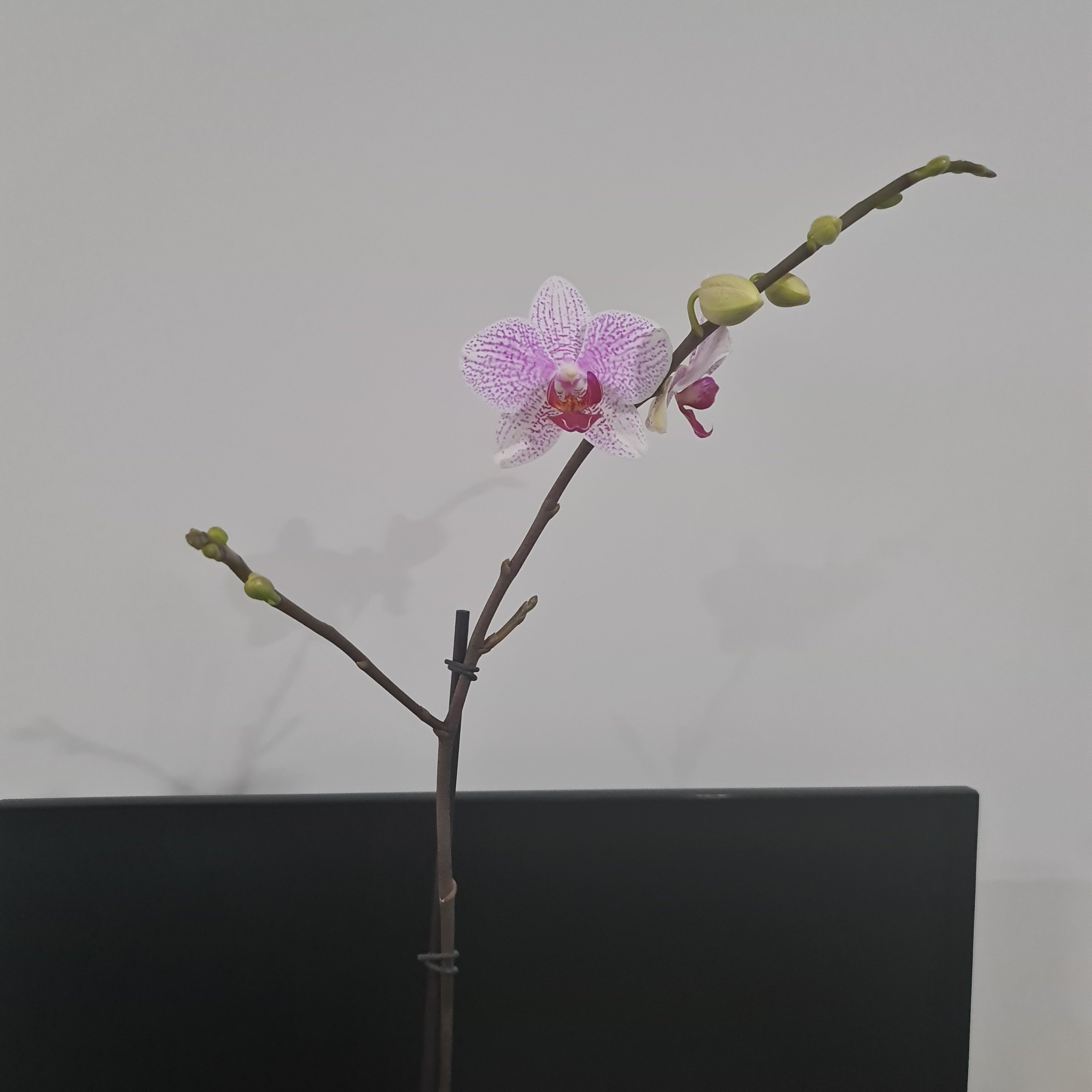 Phalaenopsis Prima Piano (IN BLOOM NOW MERICLONE)