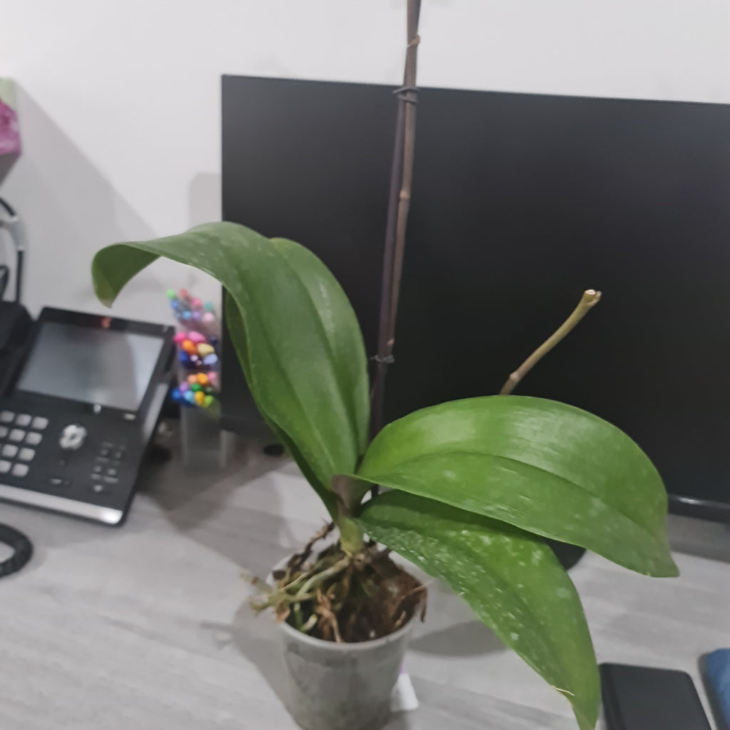 Phalaenopsis Prima Piano (IN BLOOM NOW MERICLONE)