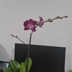 Phalaenopsis Witchcraft (IN BLOOM NOW MERICLONE)