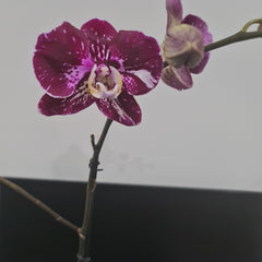 Phalaenopsis Witchcraft (IN BLOOM NOW MERICLONE)