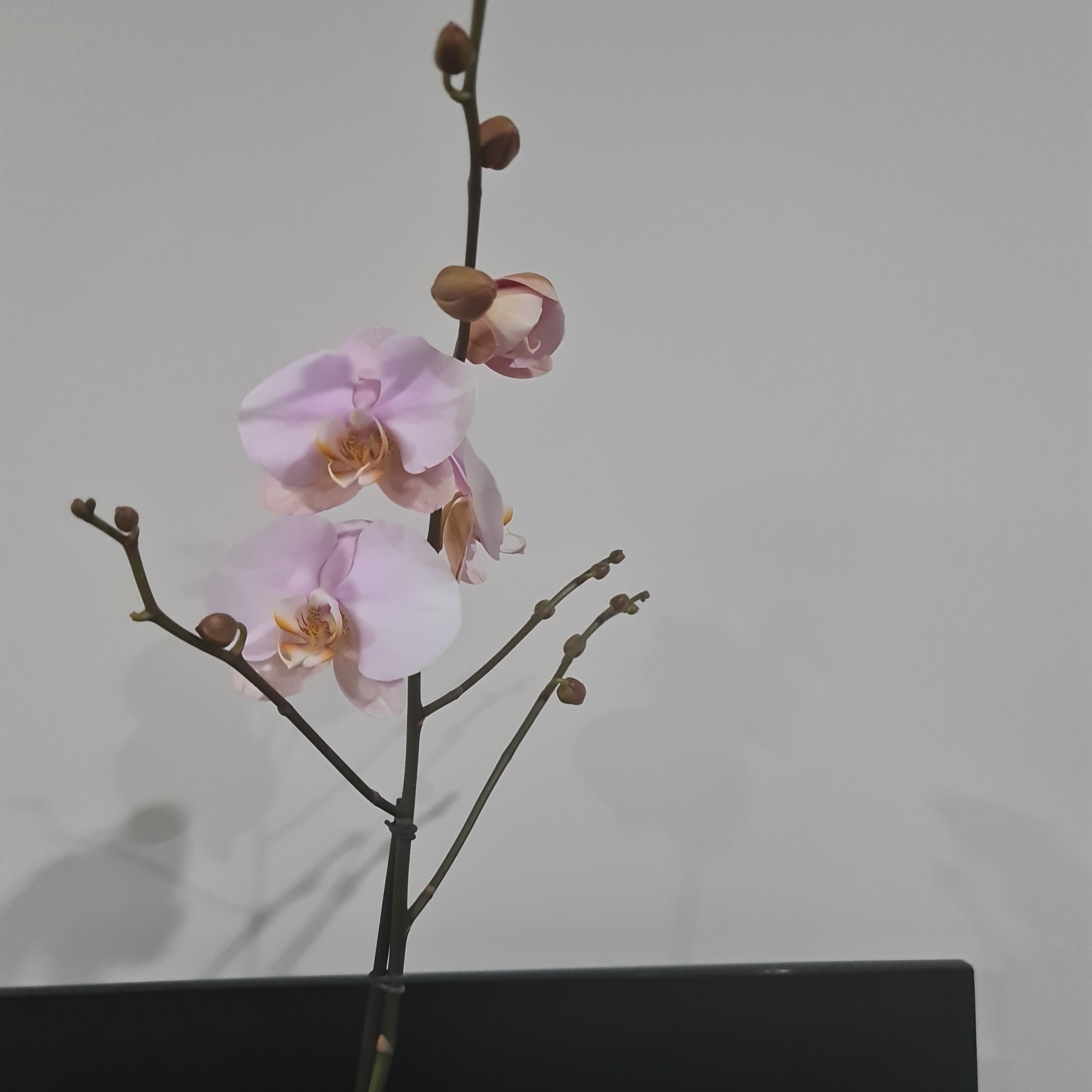 Phalaenopsis Hypnotic Potion (IN BLOOM NOW MERICLONE) Secondary image