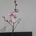 Phalaenopsis Hypnotic Potion (IN BLOOM NOW MERICLONE)