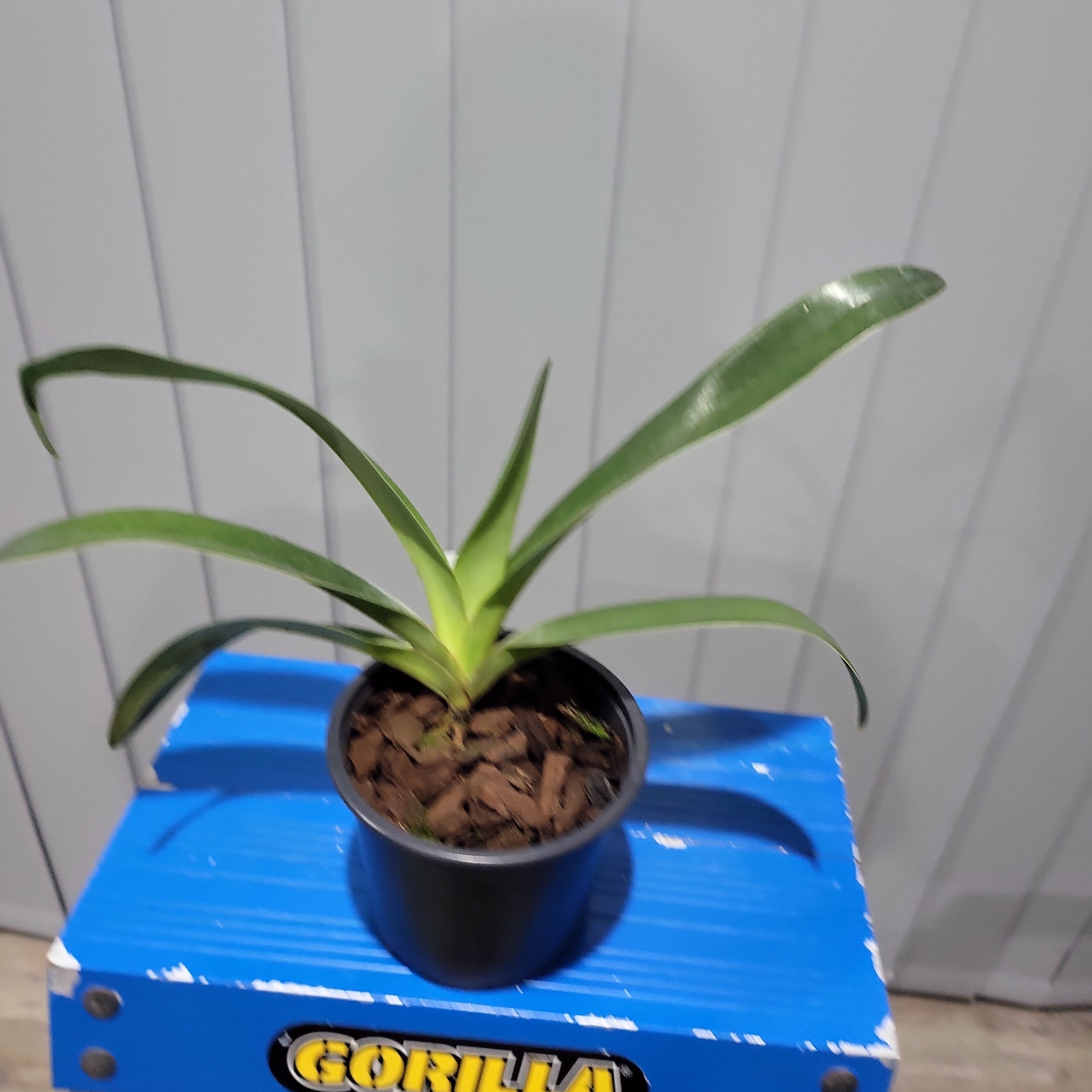 Paphiopedilum Wössner Giganitum Secondary image