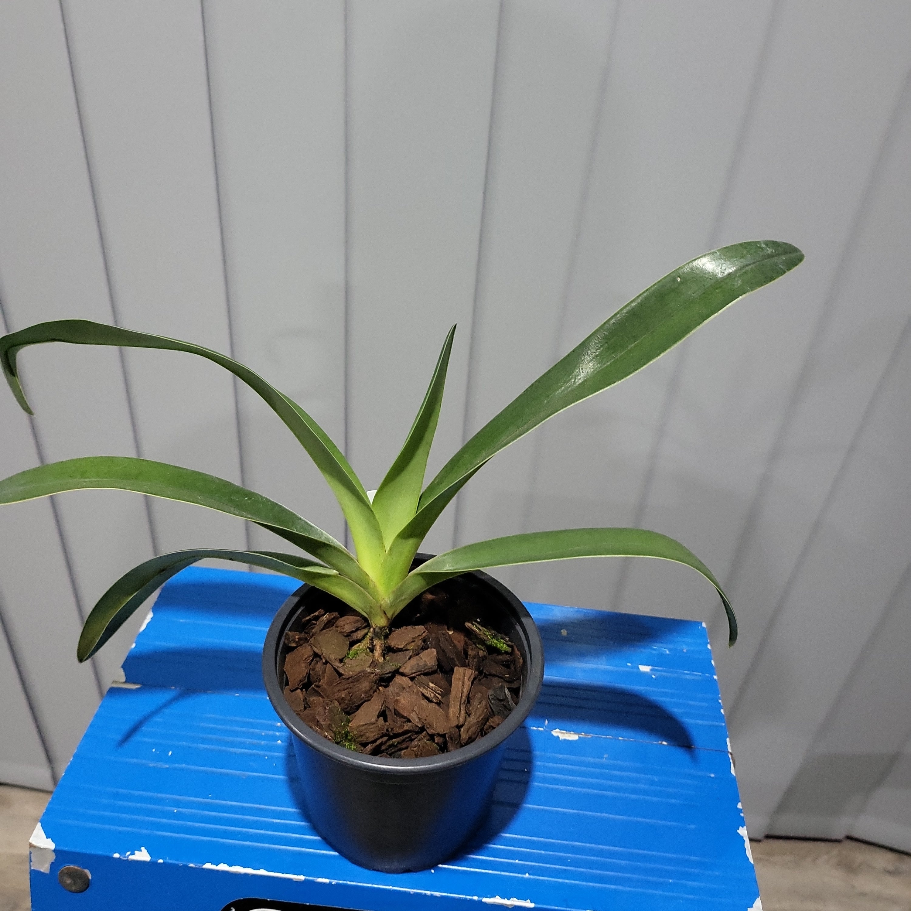 Paphiopedilum Wössner Giganitum