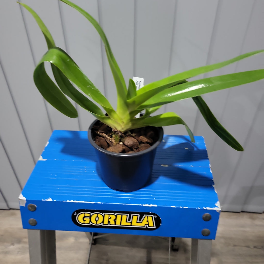 Paph. Michael Koopowitz x Paph.Sanderianum Chaiyu