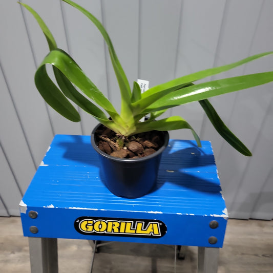 Paph. Michael Koopowitz x Paph.Sanderianum Chaiyu